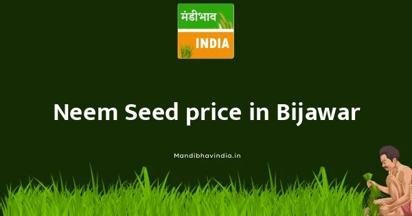 Neem Seed price